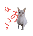 にゃんじゃろ（個別スタンプ：11）