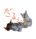 にゃんじゃろ（個別スタンプ：12）