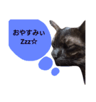 にゃんじゃろ（個別スタンプ：14）