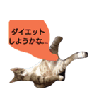 にゃんじゃろ（個別スタンプ：15）