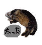 にゃんじゃろ（個別スタンプ：18）