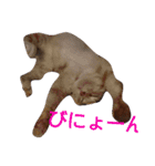 にゃんじゃろ（個別スタンプ：23）