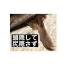 ぴーたんとじんたん（個別スタンプ：3）