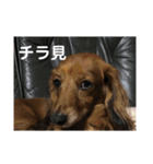 ぴーたんとじんたん（個別スタンプ：4）