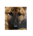 ぴーたんとじんたん（個別スタンプ：5）