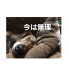 ぴーたんとじんたん（個別スタンプ：9）