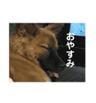 ぴーたんとじんたん（個別スタンプ：11）