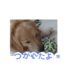 今日のゴールデンわんちゃん（個別スタンプ：10）