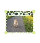 今日のゴールデンわんちゃん（個別スタンプ：12）