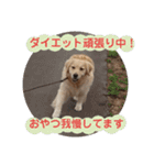 今日のゴールデンわんちゃん（個別スタンプ：13）