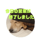 今日のゴールデンわんちゃん（個別スタンプ：15）