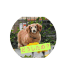 ちゅらはなスタンプ（個別スタンプ：2）