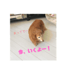 ちゅらはなスタンプ（個別スタンプ：4）