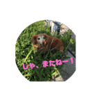 ちゅらはなスタンプ（個別スタンプ：15）