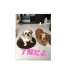 ちゅらはなスタンプ（個別スタンプ：19）