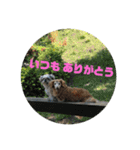 ちゅらはなスタンプ（個別スタンプ：24）