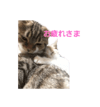 まーにゃ（個別スタンプ：1）