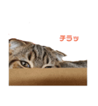 まーにゃ（個別スタンプ：2）