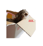 まーにゃ（個別スタンプ：3）