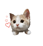 まーにゃ（個別スタンプ：4）