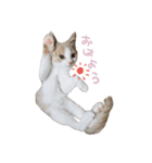 まーにゃ（個別スタンプ：6）