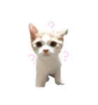 まーにゃ（個別スタンプ：7）