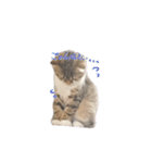 まーにゃ（個別スタンプ：8）