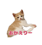 まーにゃ（個別スタンプ：12）