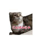 まーにゃ（個別スタンプ：14）