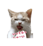 まーにゃ（個別スタンプ：15）