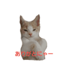 まーにゃ（個別スタンプ：16）