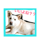 だいすきラブちゃんスタンプ（個別スタンプ：19）
