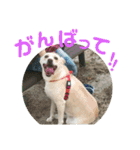 だいすきラブちゃんスタンプ（個別スタンプ：31）