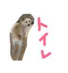 だいすきラブちゃんスタンプ（個別スタンプ：36）