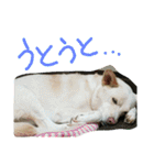 だいすきラブちゃんスタンプ（個別スタンプ：37）