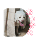 だいすきラブちゃんスタンプ（個別スタンプ：38）