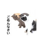 コタロー＆ハル（個別スタンプ：14）