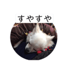 ましゅたんぐ6（個別スタンプ：1）