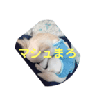 ましゅたんぐ6（個別スタンプ：4）