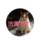 茶色いおへそとカギしっぽ（個別スタンプ：1）