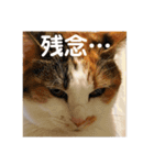 茶色いおへそとカギしっぽ（個別スタンプ：3）