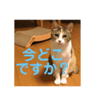 茶色いおへそとカギしっぽ（個別スタンプ：5）