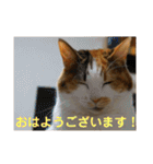 茶色いおへそとカギしっぽ（個別スタンプ：6）