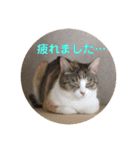 茶色いおへそとカギしっぽ（個別スタンプ：7）