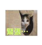 茶色いおへそとカギしっぽ（個別スタンプ：8）