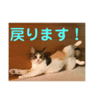 茶色いおへそとカギしっぽ（個別スタンプ：9）