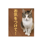 茶色いおへそとカギしっぽ（個別スタンプ：12）