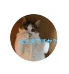 茶色いおへそとカギしっぽ（個別スタンプ：14）
