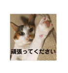 茶色いおへそとカギしっぽ（個別スタンプ：15）