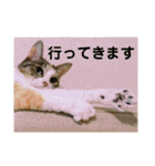 茶色いおへそとカギしっぽ（個別スタンプ：16）